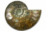 Cut & Polished Ammonite Fossil (Half) - Madagascar #377617-1